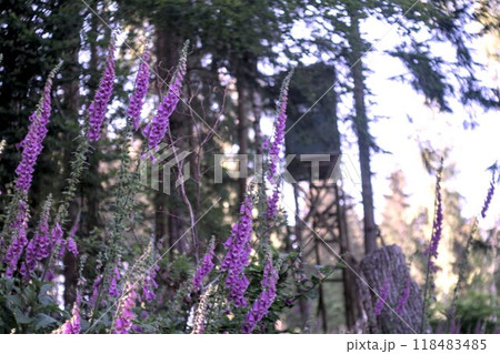 purple flowers in the park purple flowers in the park 118483485