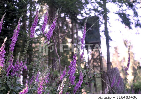 purple flowers in the park purple flowers in the park 118483486