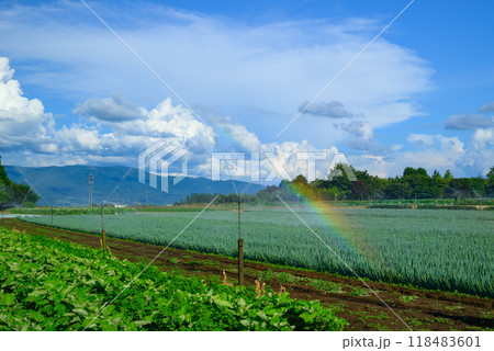 【夏の畑】散水で出来た虹【東筑摩郡山形村】 【夏の畑】散水で出来た虹【東筑摩郡山形村】 118483601