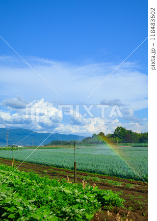【夏の畑】散水で出来た虹【東筑摩郡山形村】 【夏の畑】散水で出来た虹【東筑摩郡山形村】 118483602