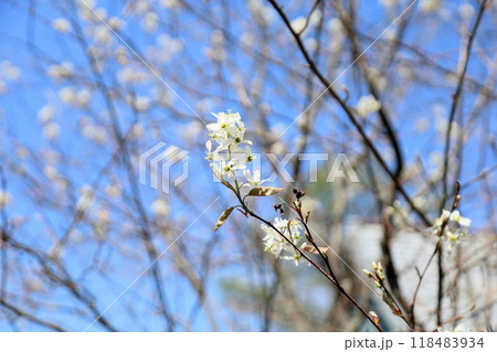 爽やか ジューンベリーの花 爽やか ジューンベリーの花 118483934