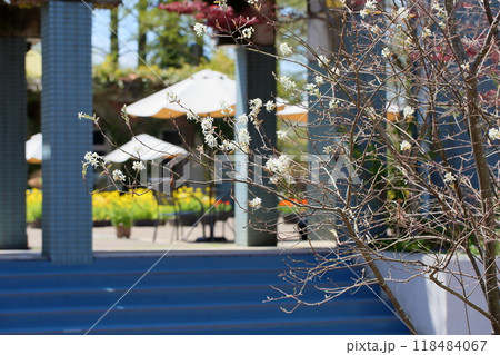 ジューンベリーの花 118484067