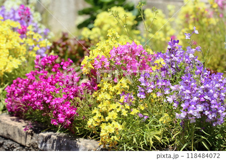 可愛い リナリアの花 可愛い リナリアの花 118484072