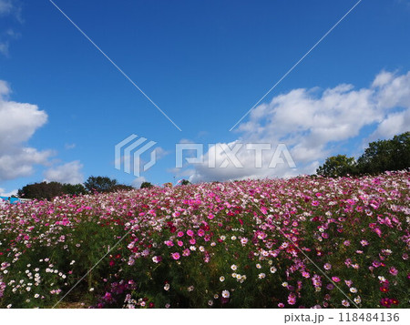 万博記念公園のカラフルなコスモス畑 118484136