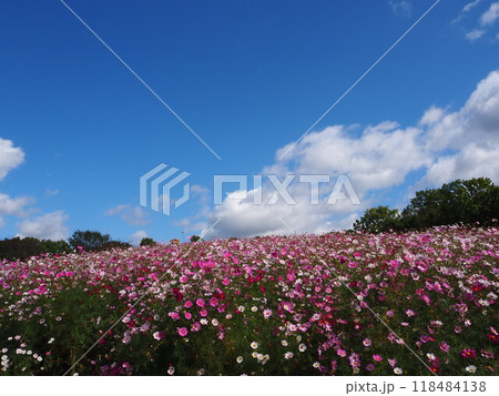 万博記念公園のカラフルなコスモス畑 118484138