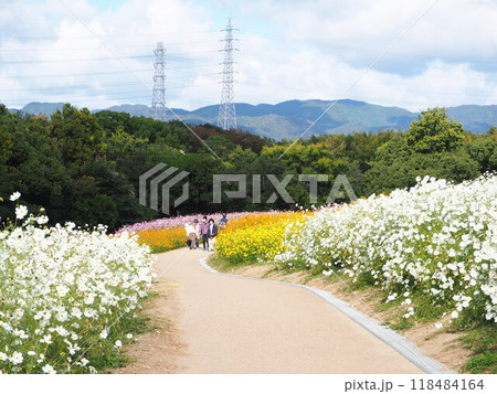 万博記念公園のカラフルなコスモス畑 万博記念公園のカラフルなコスモス畑 118484164