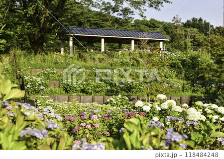 アジサイ咲く卯辰山眺望の丘 118484248