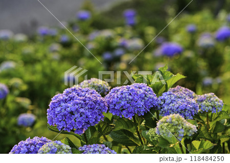 アジサイ咲く卯辰山眺望の丘 118484250