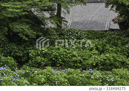 本興寺の満開のアジサイ 118484275