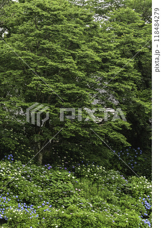 本興寺の満開のアジサイ 本興寺の満開のアジサイ 118484279