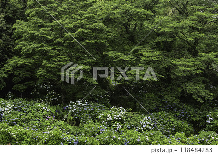 本興寺の満開のアジサイ 118484283