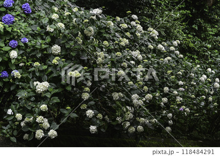 本興寺の満開のアジサイ 118484291