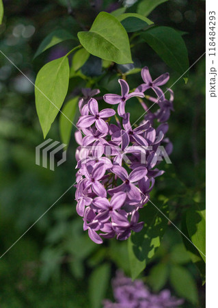 Dark purple common lilac blossom beautiful flowers with leaves 118484293