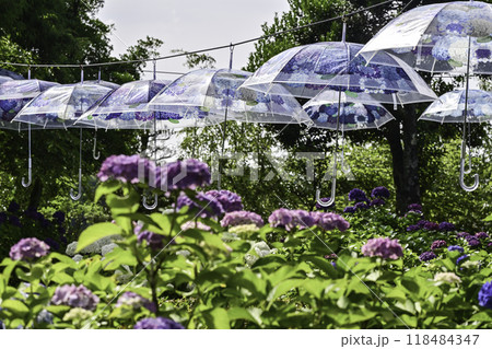 俱利伽羅不動寺西之坊鳳凰殿のアジサイ 118484347