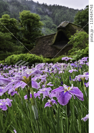 ハナショウブ満開の千古の家 ハナショウブ満開の千古の家 118484748