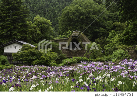 ハナショウブ満開の千古の家 ハナショウブ満開の千古の家 118484751
