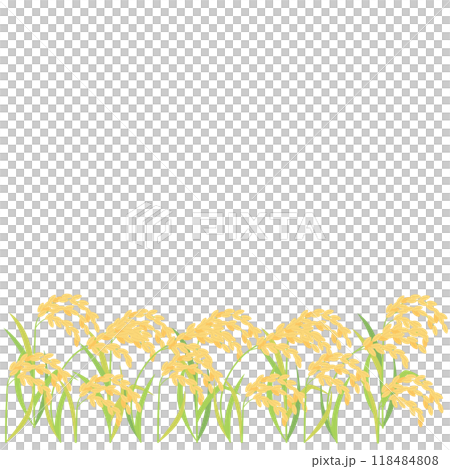 Illustration of ripe rice and ears of rice, aspect ratio 1:1 version 118484808
