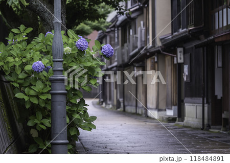 アジサイが咲く雨の主計町茶屋街 118484891