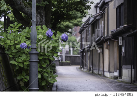 アジサイが咲く雨の主計町茶屋街 118484892