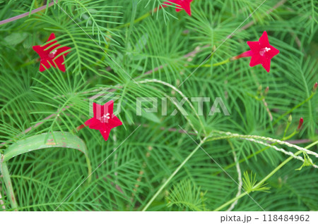 ルコウソウ ルコウソウ 118484962