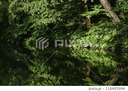 緑が美しい兼六園の初夏 118485094