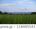 青い空と緑の稲穂 118485543