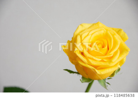 黄色のばら 118485638