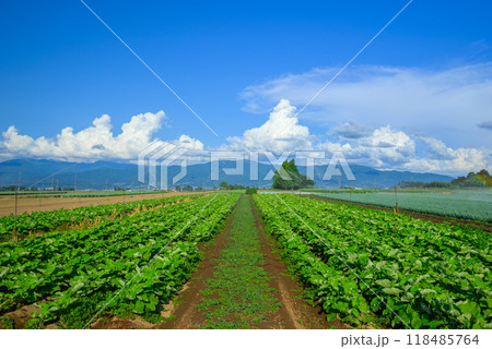 夏の畑【東筑摩郡山形村】 夏の畑【東筑摩郡山形村】 118485764