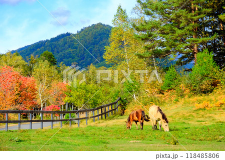 紅葉の中の馬 紅葉の中の馬 118485806