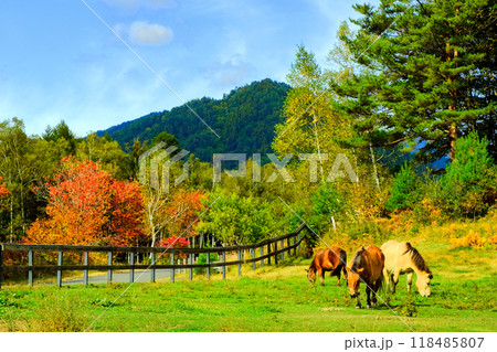 紅葉の中を歩く馬 紅葉の中を歩く馬 118485807