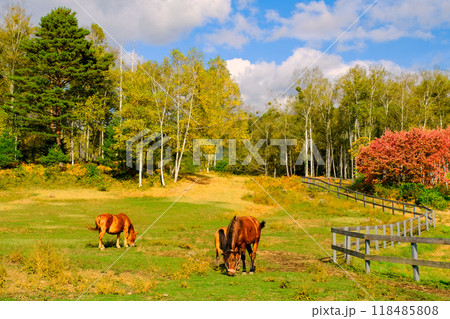 紅葉の始まった木々と草を食べる馬 紅葉の始まった木々と草を食べる馬 118485808