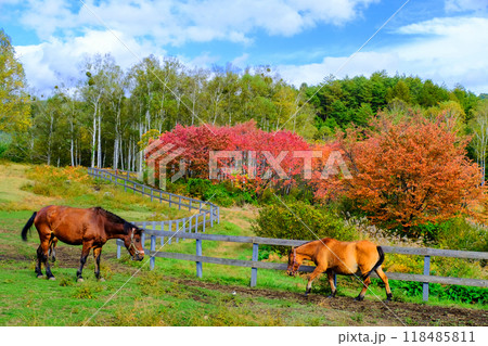 紅葉と木曽馬の風景1 118485811