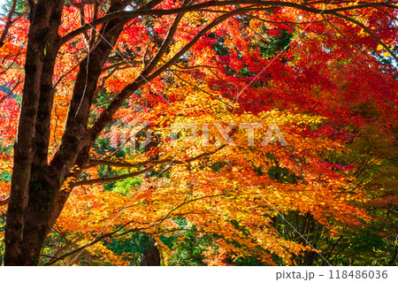 紅葉 118486036