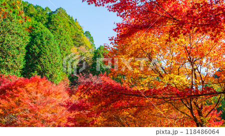 紅葉 紅葉 118486064