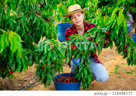 Young female farmer gathering crop of sweet cherries in orchard 118486177