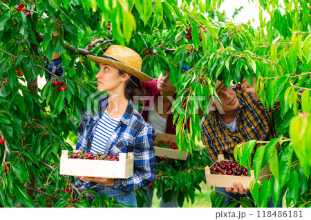 Portraite of positive woman harvests ripe cherry in orchard 118486181