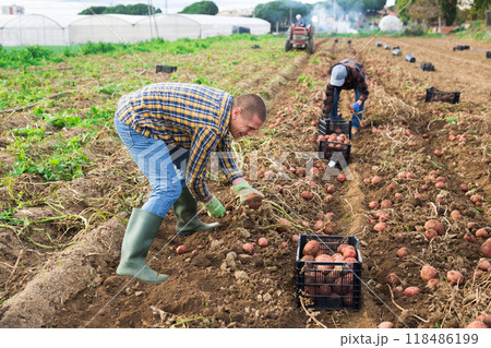 Man harvesting potatoes on a farm 118486199