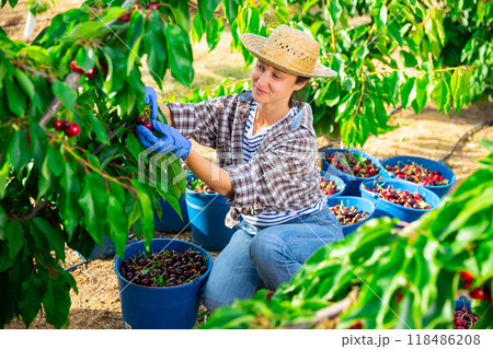 Successful female gardener with ripe cherry in orchard on day 118486208