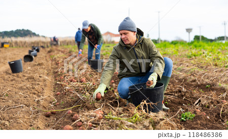 Man harvesting potatoes on plantation 118486386