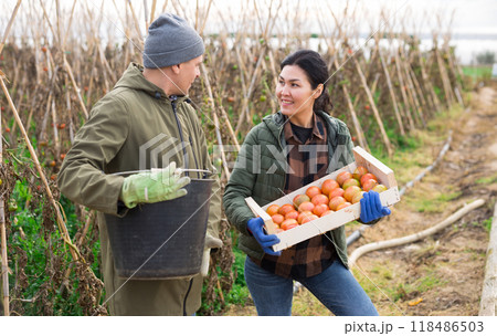 Conversation of two farmers with tomato harvest in their hands on field 118486503