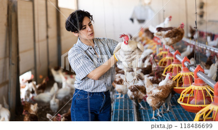 Hispanic woman poultry farm owner examining laying hens in coop 118486699