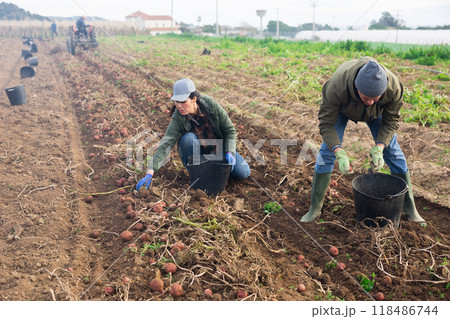 Couple of professional farmers harvesting potatoes 118486744