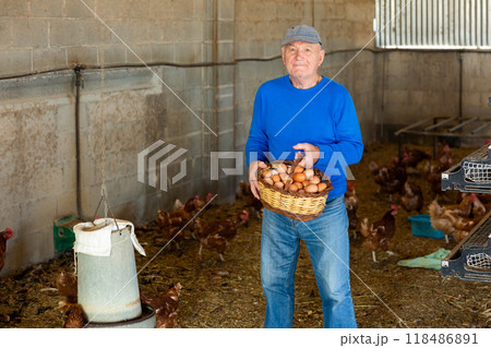 Positive elderly man collecting chicken eggs in henhouse Positive elderly man collecting chicken eggs in henhouse 118486891