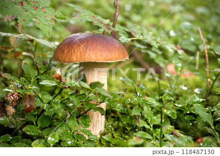 Wild penny bun mushroom growing in a lush green forest surrounded by leafy plants 118487130