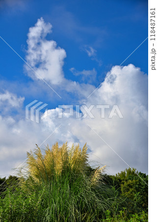 パンパスグラスと秋空 118487161