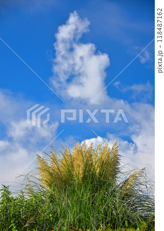 パンパスグラスと秋空 118487162