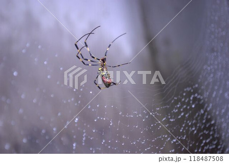 蜘蛛の巣をつくるジョロウグモ 蜘蛛の巣をつくるジョロウグモ 118487508
