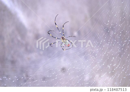 蜘蛛の巣をつくるジョロウグモ 118487513