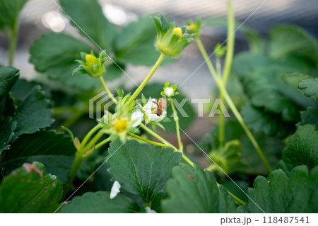 いちごハウス内の花粉交配用ミツバチ 118487541