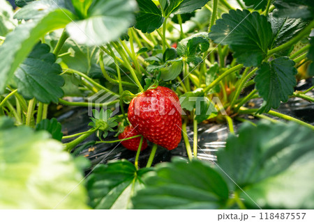 イチゴ栽培 118487557